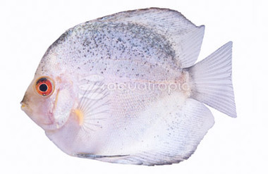 Pearl Diamond Discus :: 24074