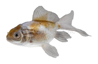 Blue Oranda Goldfish :: 31018