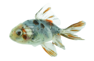 Calico Oranda Goldfish :: 31019