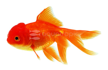 Red Oranda Goldfish :: 31022