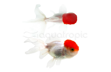Red Cap Oranda Goldfish :: 31025