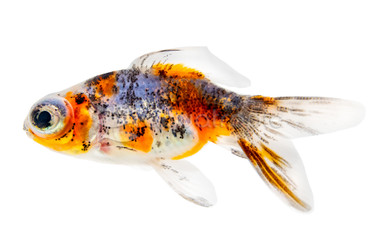 Calico Telescope Goldfish :: 31041