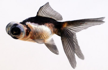 Panda Telescope Goldfish :: 31042