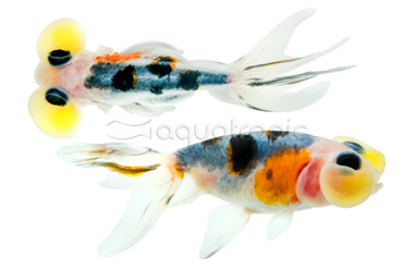 Calico Bubble Eye Goldfish :: 31057