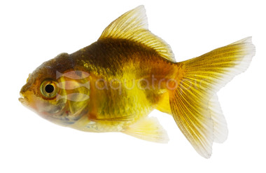 Mixed Oranda Goldfish :: 31101