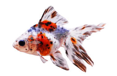 Mixed Ryukin Goldfish :: 31102