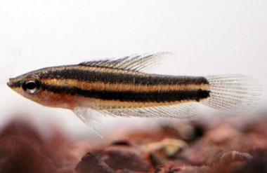 Licorice Gourami :: 32011