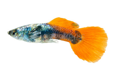 Mixed Dumbo Ear Guppy, Male :: 33035