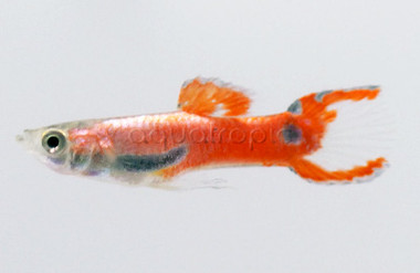 Endler's Red Guppy, Male :: 33037