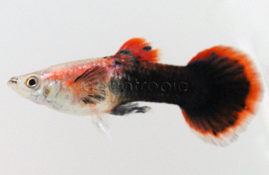 Pink Tuxedo Guppy, Male :: 33041