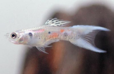 Powder Blue Delta Tail Guppy, Male :: 33049