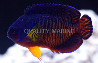 Tiger Tail Coral Beauty Angelfish :: 10173