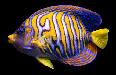Regal Angelfish, Ultra :: 10196