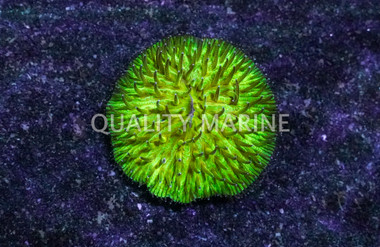 Sunset Plate Coral :: 52226
