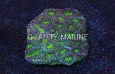 Neon Green Eye Echinata Coral :: 52243