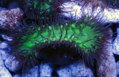 Green Walking Dendro Coral :: 52285