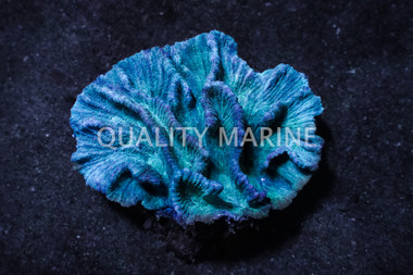 Green Spiny Cup Coral :: 52294