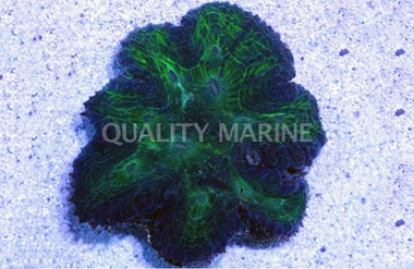 Ultra Symphyllia Brain Coral :: 52297