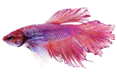 Mixed Color Super Dumbo Ear Delta Betta, Male :: 51844
