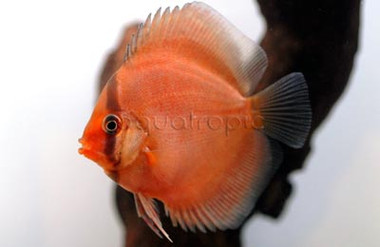 Red Alenquer Discus :: 54182