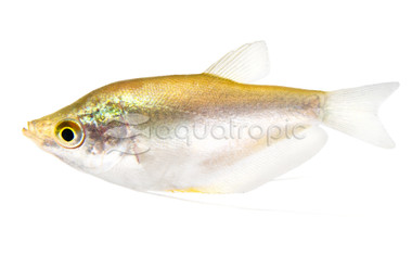 Moonlight Gourami :: 54220
