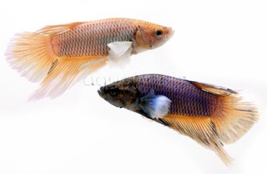 Roundtail Dumbo Ear Mixed Color, Male :: 55207