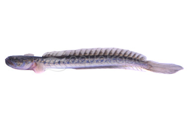 Prehistoric Dragon Goby :: 60701
