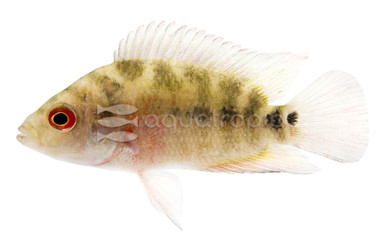 Flowerhorn :: 62159