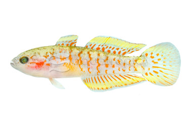 Peacock Gudgeon Goby :: 71344