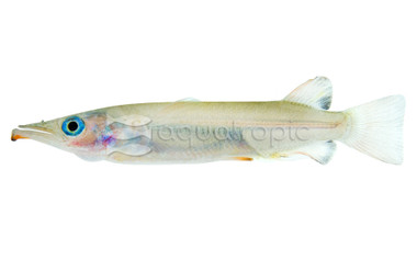 Celebes Liemi Half Beak :: 73065