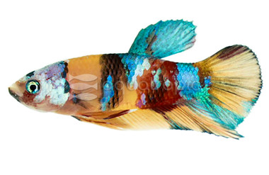 Koi, Male :: 78696