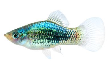 Green Lantern Platy :: 79014