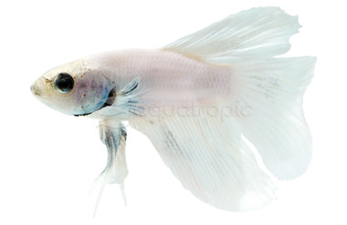 White Dumbo Ear Betta, Male :: 81026