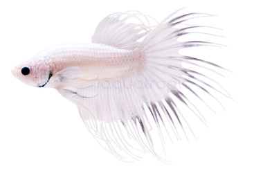 White Crowntail Betta, Male :: 81414