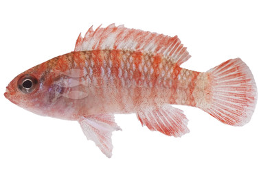 Scarlet Badis Chameleon Fish :: 82751