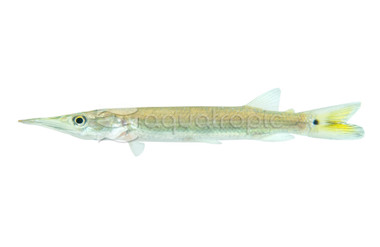 Silver Hujeta Gar :: 84045