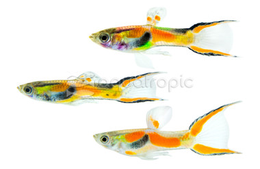 Endler's Mixed Colors Guppy, Male  :: 84094