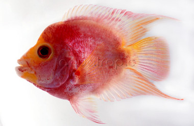 Flowerhorn Short Body Gold Trimarcu :: 84325