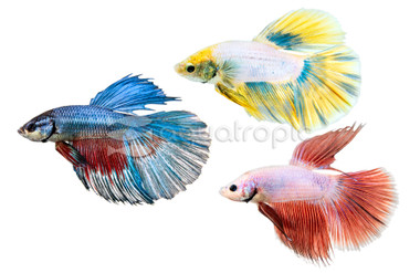 Mixed Color Super Dragon Scale Delta Betta, Male :: 91553