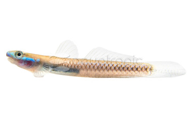 Blue Neon Stiphodon Goby :: 94225