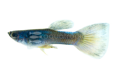 Moscow Green Guppy, Male  :: 94906