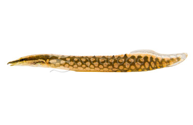 Tire-Track Zig-Zag Eel :: 15460