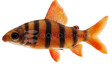 Sexfasciatus Distichodus  :: 63464