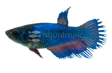 Crowntail Betta, Female :: 11199