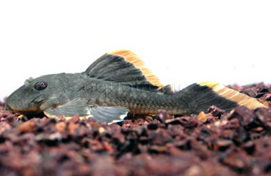 Mango  Plecostomus L047 :: 20122