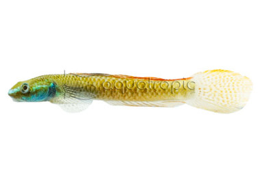 Red Neon Stiphodon Goby :: 26568