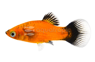 Red Wag Platy :: 34422