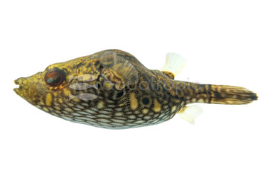 Humpback Dragon Pufferfish :: 38660