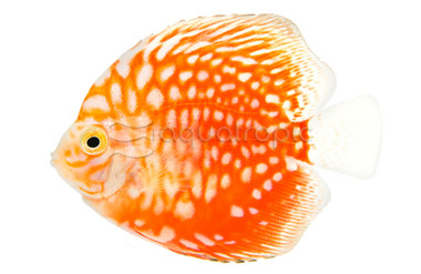 Stardust Discus :: 49160