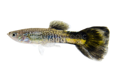 Blue Cobra Guppy, Male :: 64047
